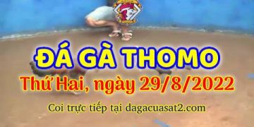 xem da ga Cam thang 8 (29)