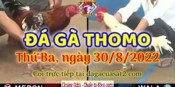 xem da ga campuchia thang 8 (30)