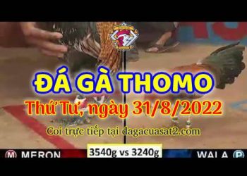 da ga cựa sắt thang 8 (31)