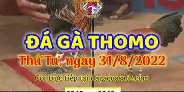 da ga cựa sắt thang 8 (31)