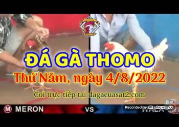 xem da ga trực tiếp thang 8 (4)