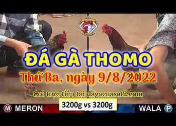 xem truc tiep da ga thang 8 (9)