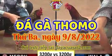 xem truc tiep da ga thang 8 (9)