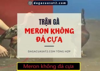 meron-da-khong-cua