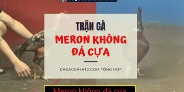 meron-da-khong-cua
