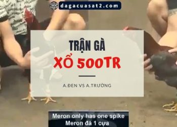 da ga xo 500 ngay 11-10