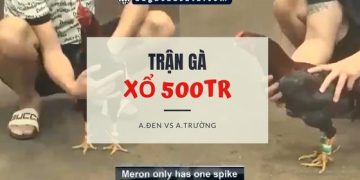 da ga xo 500 ngay 11-10