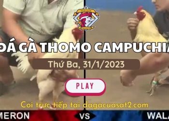 da-ga-cua-sat-31-1-2023