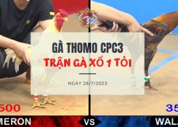 tran ga 1 ty ngay 28-7-2023