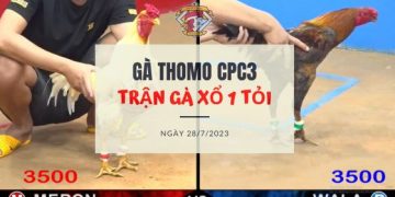 tran ga 1 ty ngay 28-7-2023