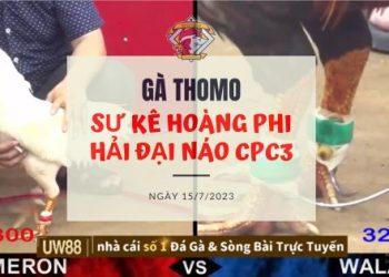 su ke hoang phi hai 15 7