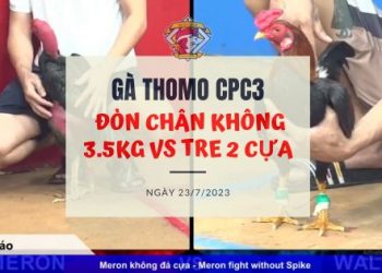 tran 22 ga don ga tre ngay 23 7