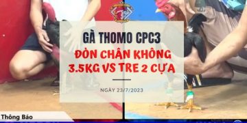 tran 22 ga don ga tre ngay 23 7