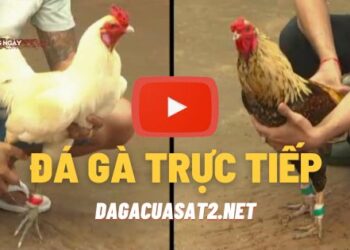 dagacuasat2 truc tiep hom nay (1)