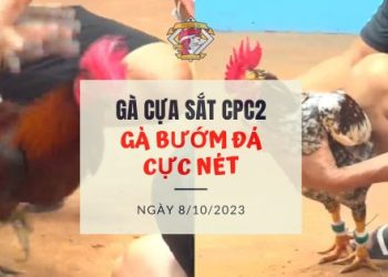 ga buom hang hieu ngay 8 10
