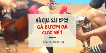 ga buom hang hieu ngay 8 10