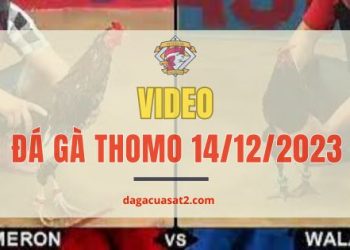video da ga 14-12-2023