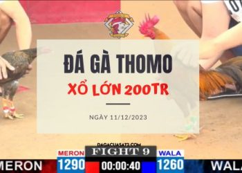 da ga 200tr ngay 11-12-2023