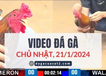 Clip Đá Gà Campuchia ngày 31/12/2023