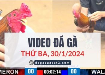 daga-cua-sat-30-1-2024