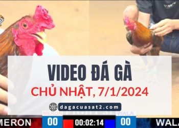 daga-cua-sat-7-1-2024