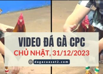 Video Đá Gà Thomo Ngày 22/2/2024 (CPC3/ CPC1)