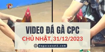 Video Đá Gà Thomo Ngày 22/2/2024 (CPC3/ CPC1)