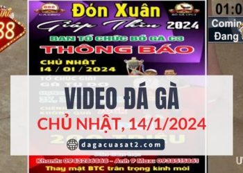 Đá Gà GIẢI Campuchia 14/1/2024
