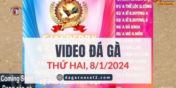 da-ga-tre-giai-8-1-2024