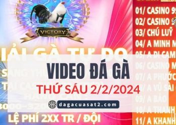 Clip Đá Gà nòi giải Tự Do 999 ngày 2/2/2024 (CPC2/ CPC3)
