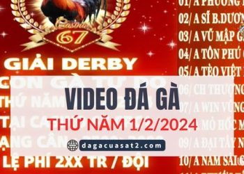 Clip Đá Gà nòi giải Tự Do 999 ngày 2/2/2024 (CPC2/ CPC3)