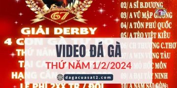 Clip Đá Gà nòi giải Tự Do 999 ngày 2/2/2024 (CPC2/ CPC3)