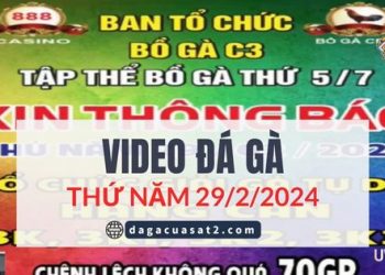 Video Giải đá gà tự do bồ C3 Thomo 29/2/2024
