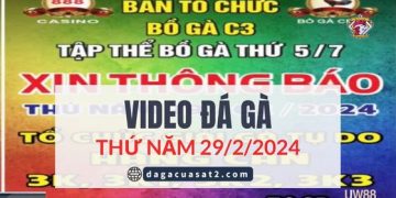Video Giải đá gà tự do bồ C3 Thomo 29/2/2024