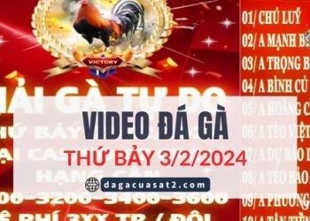 Clip Đá Gà nòi giải Tự Do 999 ngày 2/2/2024 (CPC2/ CPC3)