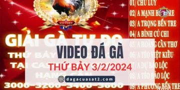 Clip Đá Gà nòi giải Tự Do 999 ngày 2/2/2024 (CPC2/ CPC3)