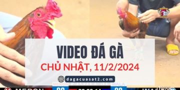 Video Đá Gà Thomo Ngày 12/2/2024 (CPC3/ CPC1)