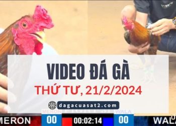 Clip Đá Gà Campuchia ngày 21/2/2024