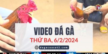 Video Đá Gà Thomo Ngày 6/2/2024 (CPC3/ CPC1)
