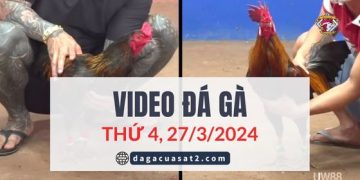 Clip Đá Gà Campuchia ngày 27/3/2024