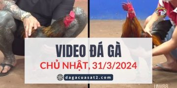 Clip Đá Gà Campuchia ngày 31/3/2024