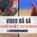 Clip Đá Gà Campuchia ngày 31/3/2024