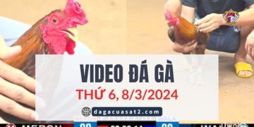 Clip Đá Gà Campuchia ngày 8/3/2024