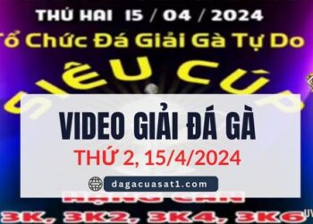 Full Video Giải Đá Gà Tự Do 15/4/2024 (CPC3/ CPC1)