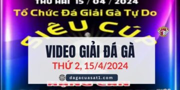 Full Video Giải Đá Gà Tự Do 15/4/2024 (CPC3/ CPC1)