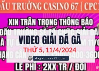 Full Giải Đá Gà Tự Do Thomo Ngày 11/4/2024 (CPC3/ CPC1)