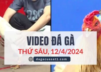 Clip Đá Gà Campuchia ngày 12/4/2024