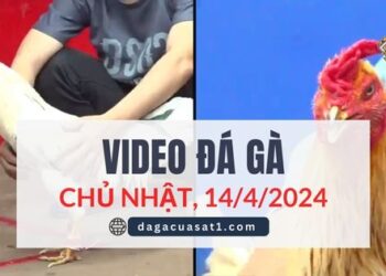 Clip Đá Gà Campuchia ngày 12/4/2024