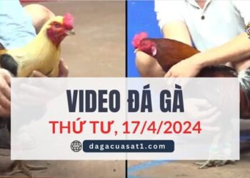 Clip Đá Gà Campuchia ngày 12/4/2024