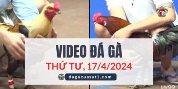 Clip Đá Gà Campuchia ngày 12/4/2024